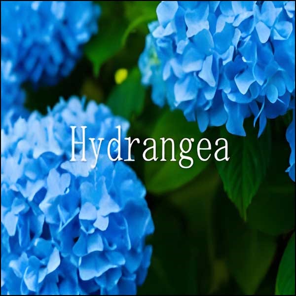 Hydrangea,レビュー,検証,徹底評価,口コミ,情報商材,豪華特典,評価,キャッシュバック,激安