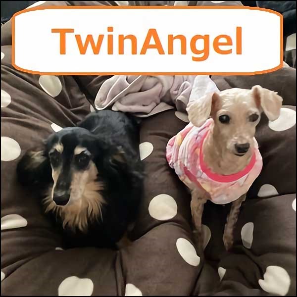 TwinAngel