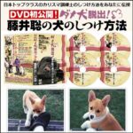 ダメ犬脱出、藤井聡の犬のしつけ方法【日本トップクラスのカリスマ訓練士　藤井聡　指導】,レビュー,検証,徹底評価,口コミ,情報商材,豪華特典,評価,キャッシュバック,激安