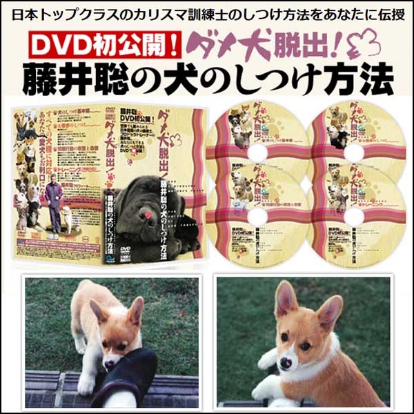 ダメ犬脱出、藤井聡の犬のしつけ方法